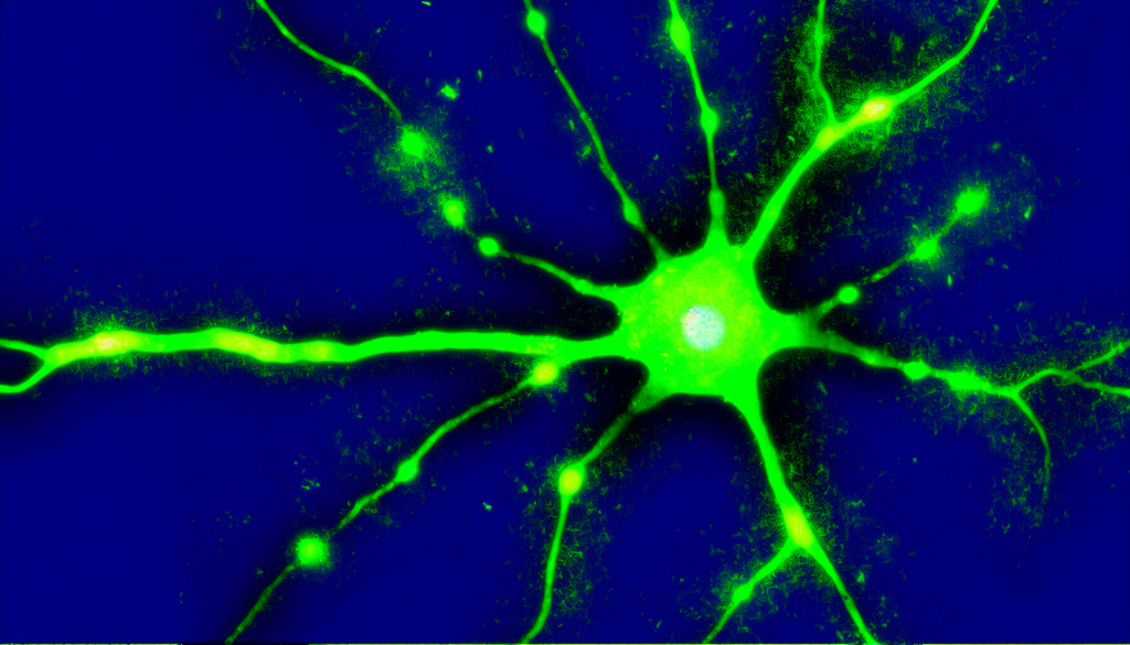 The mind molds our emotions as they happen